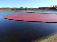 Cranberry Boom Texas Boom
