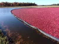 Cranberry Boom