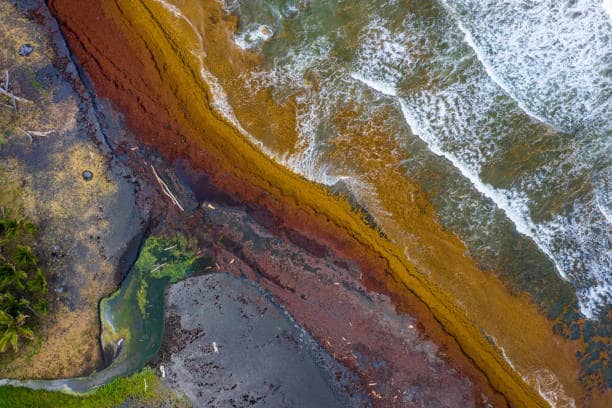 Texas Boom Combating Sargassum