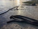 tbc saturated sorbent boom   tabbs bay small