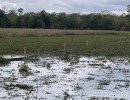 water hyacinth control