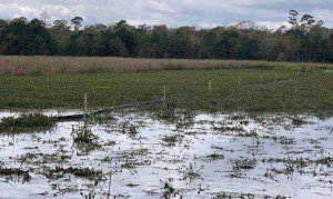 water hyacinth control