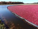 texas-boom-company-cranberry-boom-07_original