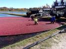 texas-boom-company-cranberry-boom-09_original