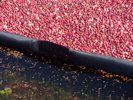 Containment Boom - Floating Cranberry Boom Information